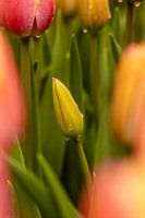 Tulip in bud with raindrops