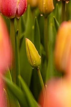 Tulpe in Knospe mit Regentropfen