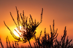 Heideveld_05