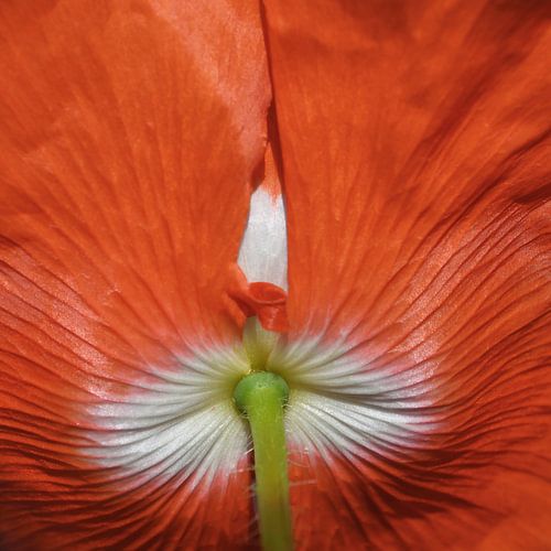 Klaproos van de onderzijde bekeken