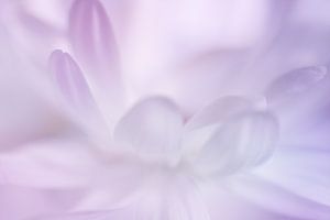 Pastelkleurige bloemblaadjes van LHJB Photography