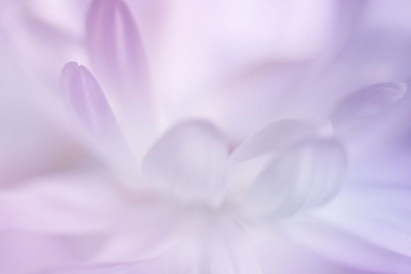 Pastellfarbene Blütenblätter von LHJB Photography