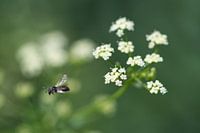 fliegende Wildbiene