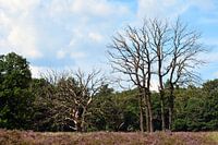 bomen