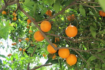 Sinaasappels van Aart Lambertus Rietveld