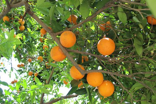 Sinaasappels