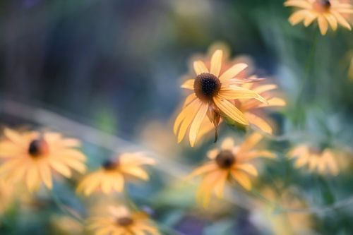 Blumen Teil 25