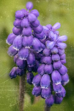  Frühling - blaue Traubenhyazinthe  von Christine Nöhmeier