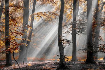 Stripes and leaves van Peter Slagmolen