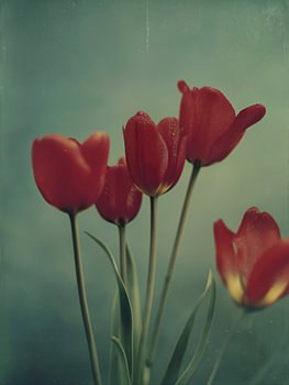 Tulpe im sanften Licht Nr. 3