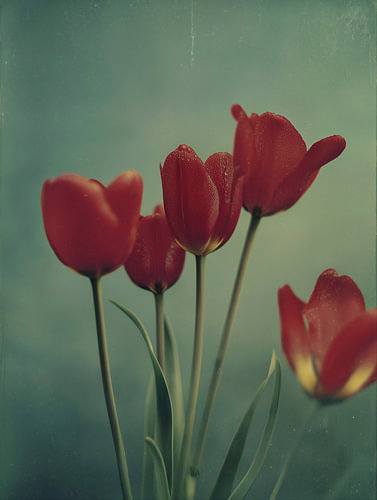 Tulpe im sanften Licht Nr. 3