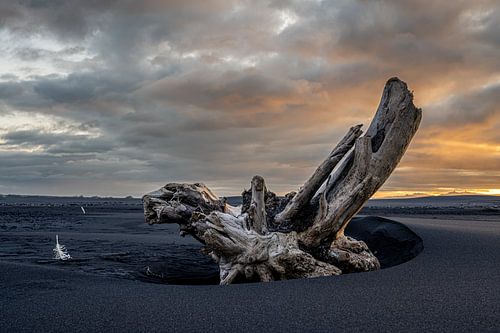 Wrakhout op het zwarte Vestrahorn strand van Gerry van Roosmalen