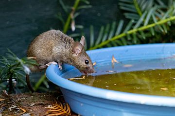 Muis aan het drinken van Jack Van de Vin