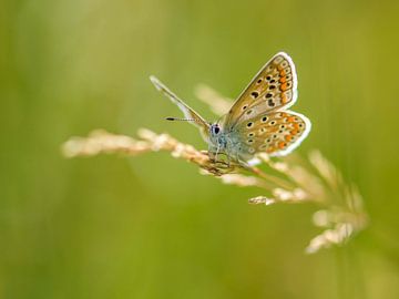 Icarusblauwtje (vlinder) van Anouk de Vries