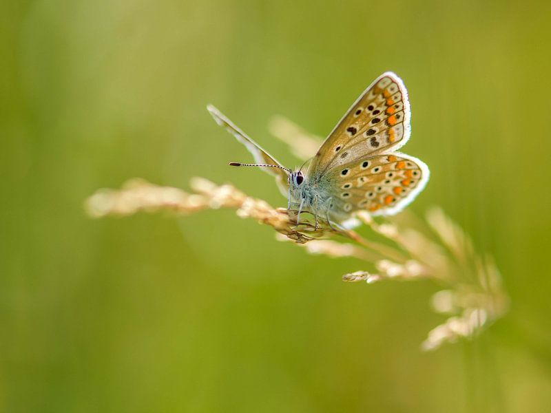 Ikarus blau (Schmetterling) von Anouk de Vries