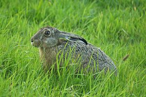 Haas in het gras von Jeroen van Deel