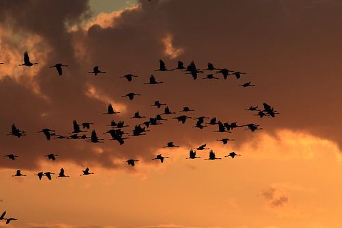 Coucher de soleil Grues Zingst Mer Baltique Allemagne