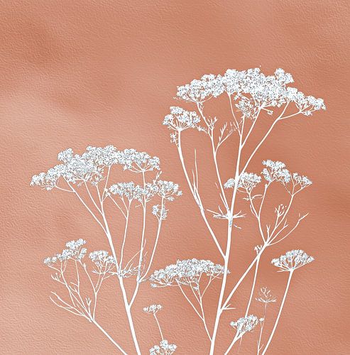 Cow parsley