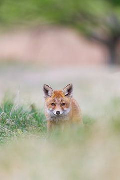 young fox by Pim Leijen