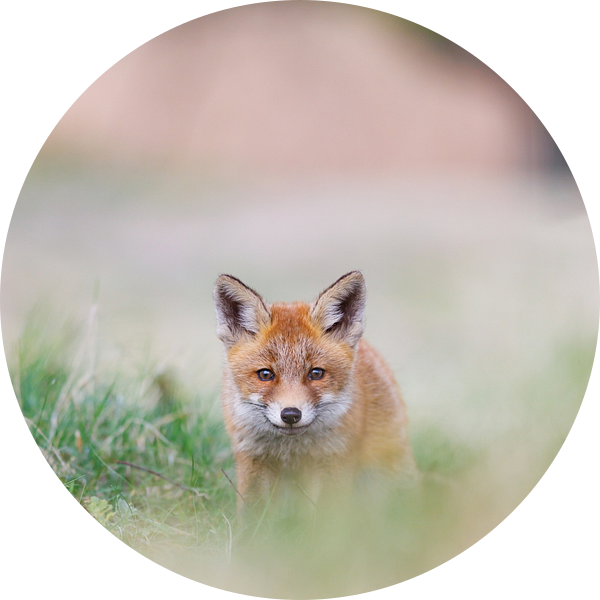 jonge vos van Pim Leijen