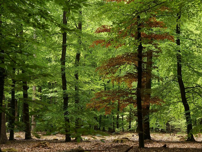 Drenthse Bossen von Madeltijntje