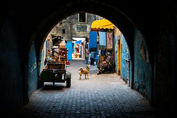Straathond in Marokko van Ellis Peeters