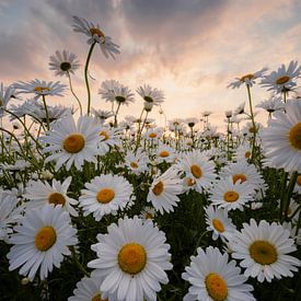 Fleurig Margrieten Boeket van Jolanda de Leeuw