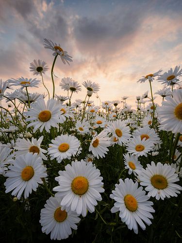 Fleurig Margrieten Boeket van Jolanda de Leeuw