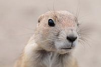 "Curiosity" - Prairiedog