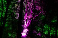 Een stukje magie, verborgen aan de rand van Kralingse Bos van Tjeerd Kruse thumbnail