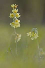 Schlanke Primel von Ward Denckens