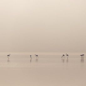 Flamants sur Heidi Bol