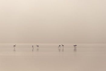 Flamingo's