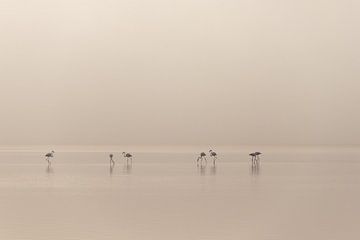 Flamingos by Heidi Bol