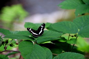 Black Butterfly 2 van Paul Emons