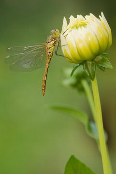 Ziegelroter Heidelibel auf Blume von Jeroen Stel