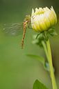 Steenrode Heidelibel op bloem van Jeroen Stel thumbnail