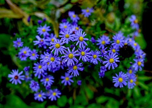 Ochtendrust in een zee van bloemen