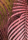 TROPICAL POPPY-PINK LEAVES-2 von Pia Schneider Miniaturansicht