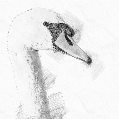 Portrait drawing of a beautiful swan
