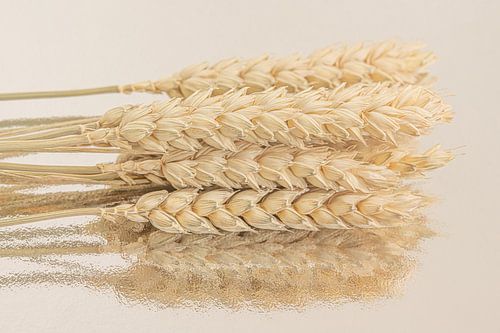 Landelijk in natuurlijke kleuren: Gedroogde tarwe