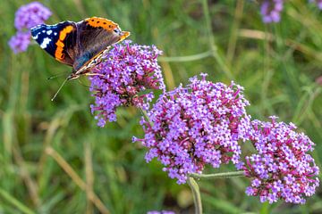 Schmetterling (Vanessa atalanta) am Nektar von (Verbena bonariensis) von Lieven Tomme