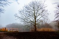 Arbre solitaire