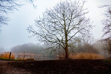 Eenzame boom van Hartsema fotografie