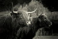 Schotse Hooglanders