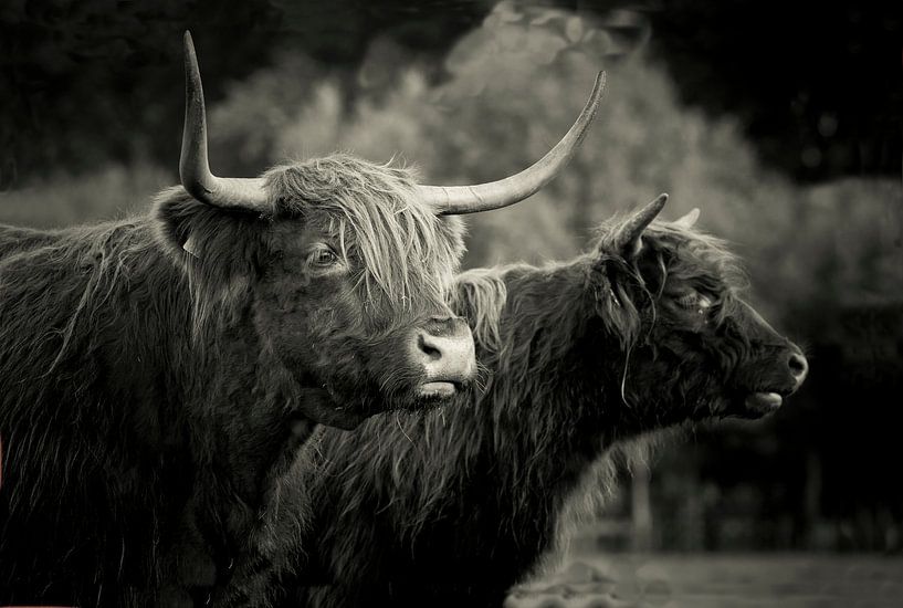 Schottische Highlander von Kurt Schraepen