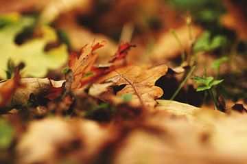 Bladeren in het bos van Agnes Meijer