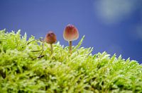 Paddenstoelen