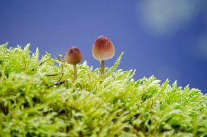 Paddenstoelen sur Fokelien Broekstra