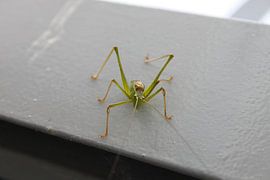 grasshopper by Koen Smeets Fotografie